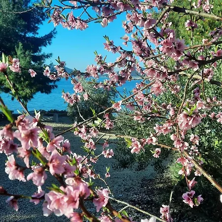 Lavanda Mobile Otok Arta Mala