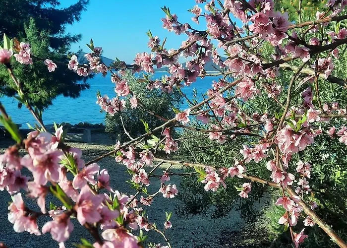 Lavanda Mobile Otok Arta Mala